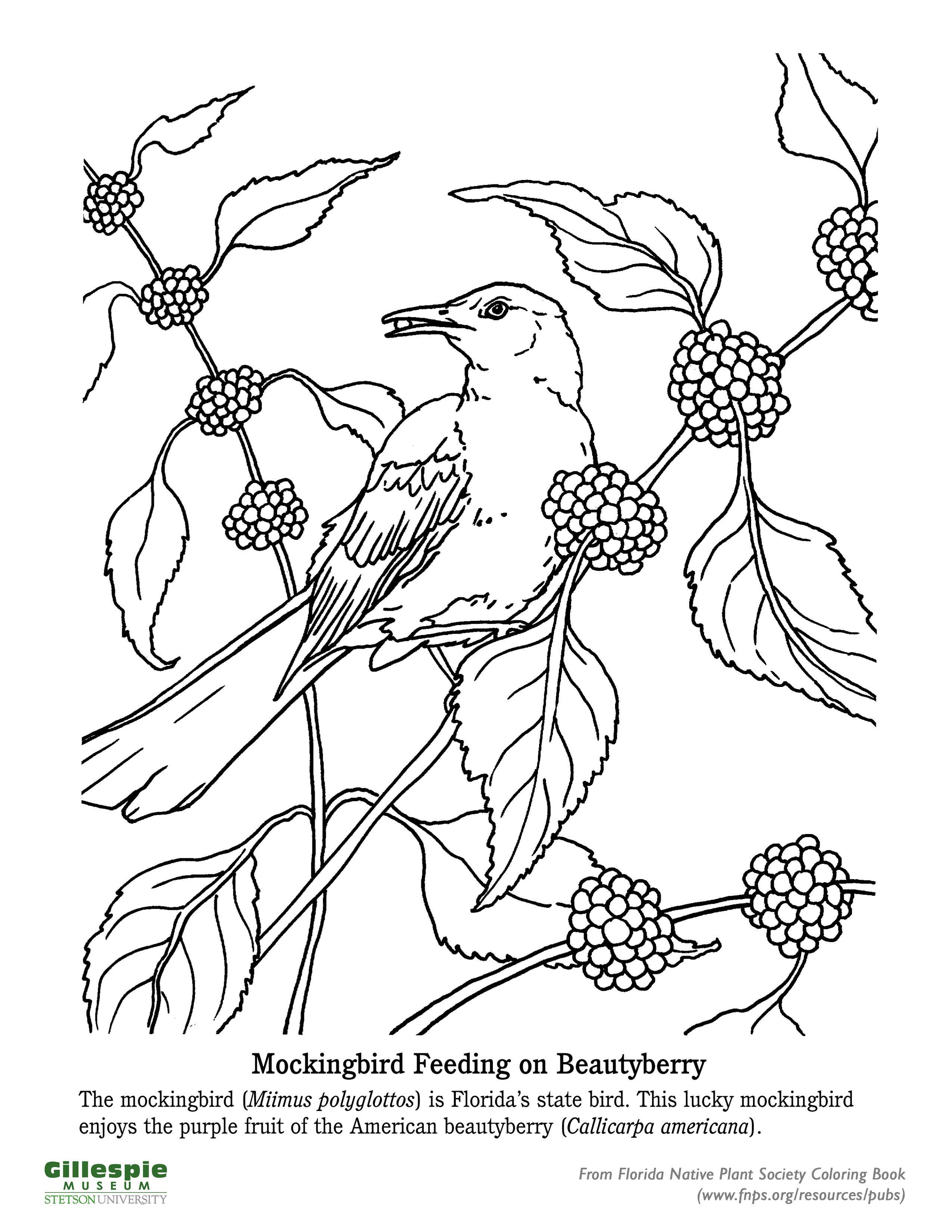 Sandhill Ecosystem And Ecology Resources