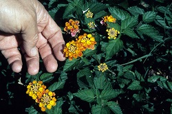 Lantana Plant