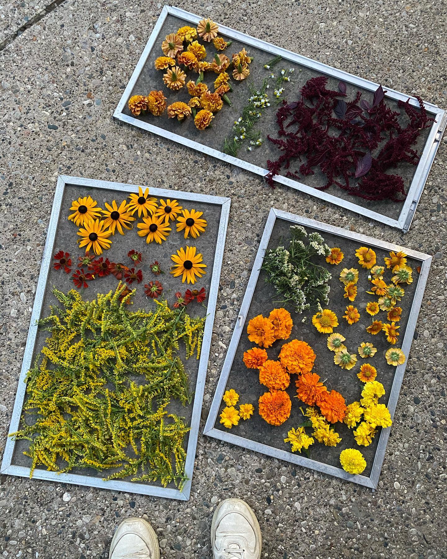 Natural dye samples organized on the floor