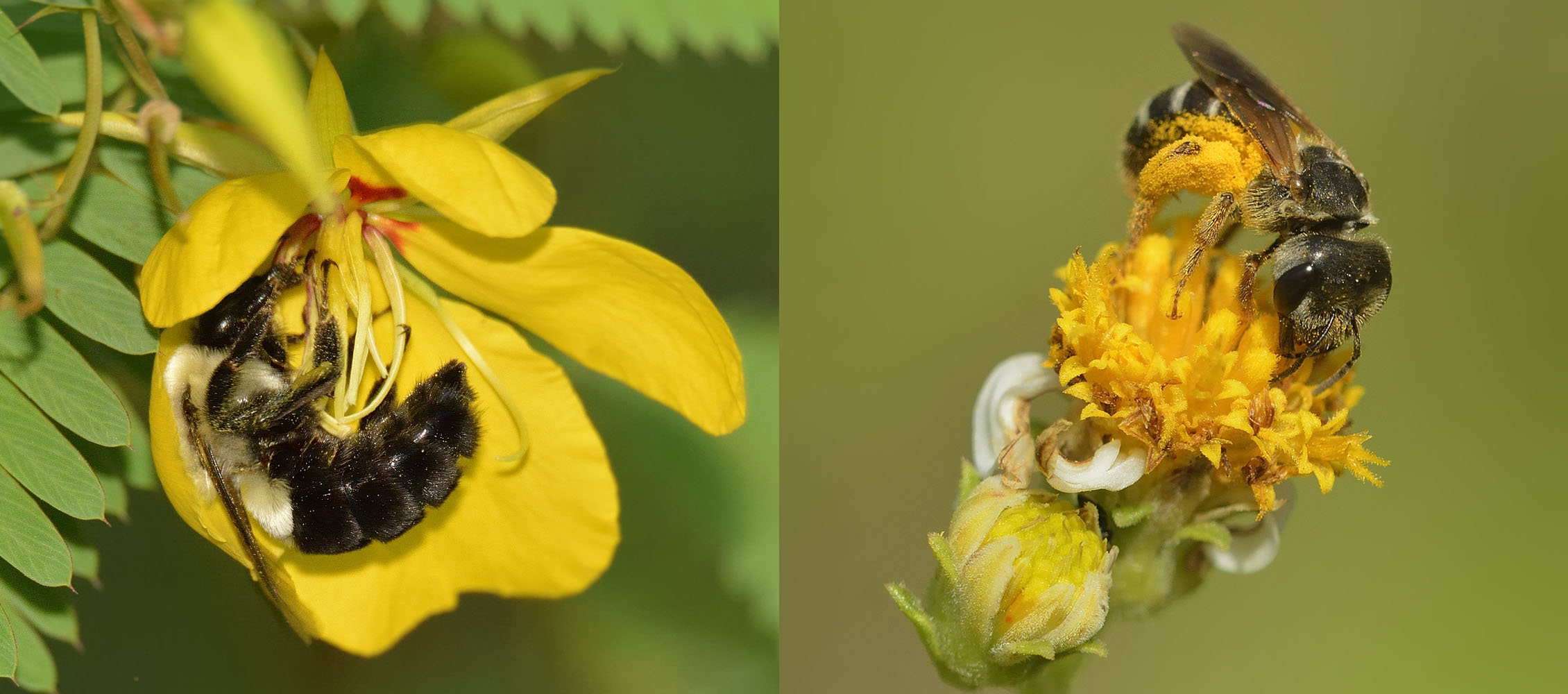 Bumblebee visiting Chamaecrista fasciculata, and halictid bee visiting Bidens alba