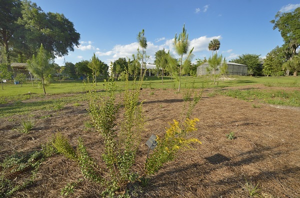 Young trees and shrubs planted in neat rows, with each plant labeled in the soil