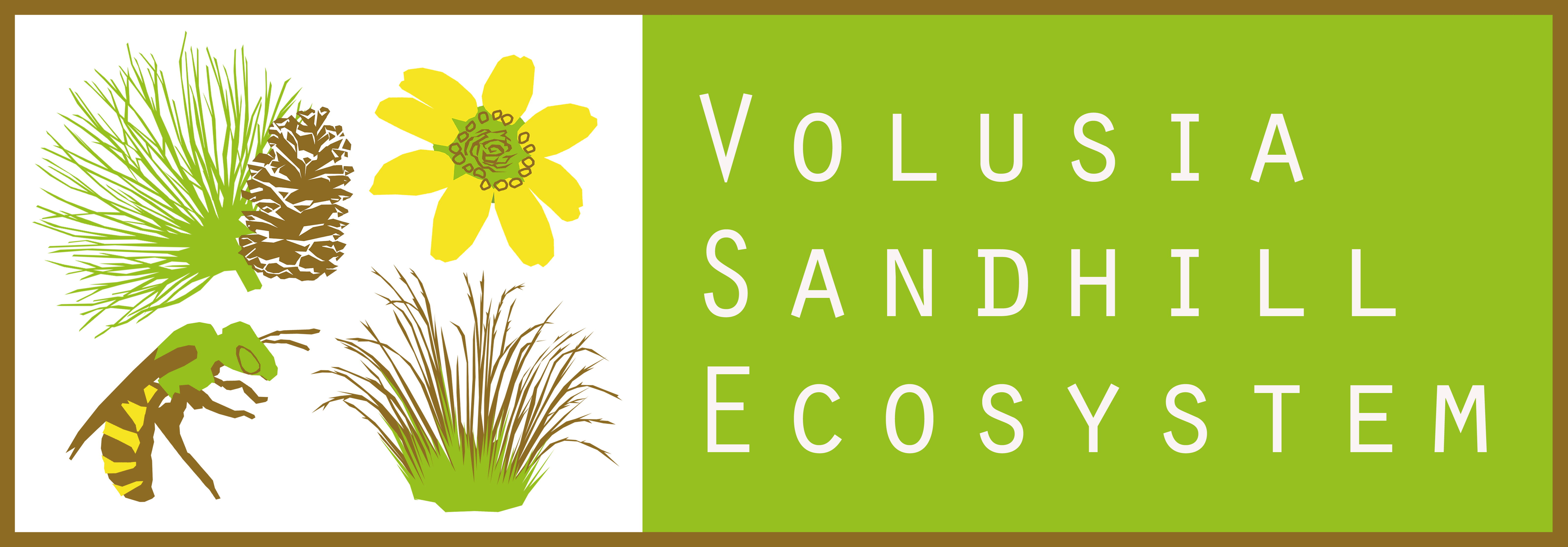 Banner for the Volusia Sandhill Ecosystem with illustrations of pine needles, a pine cone, and a bee, set against a green and white background