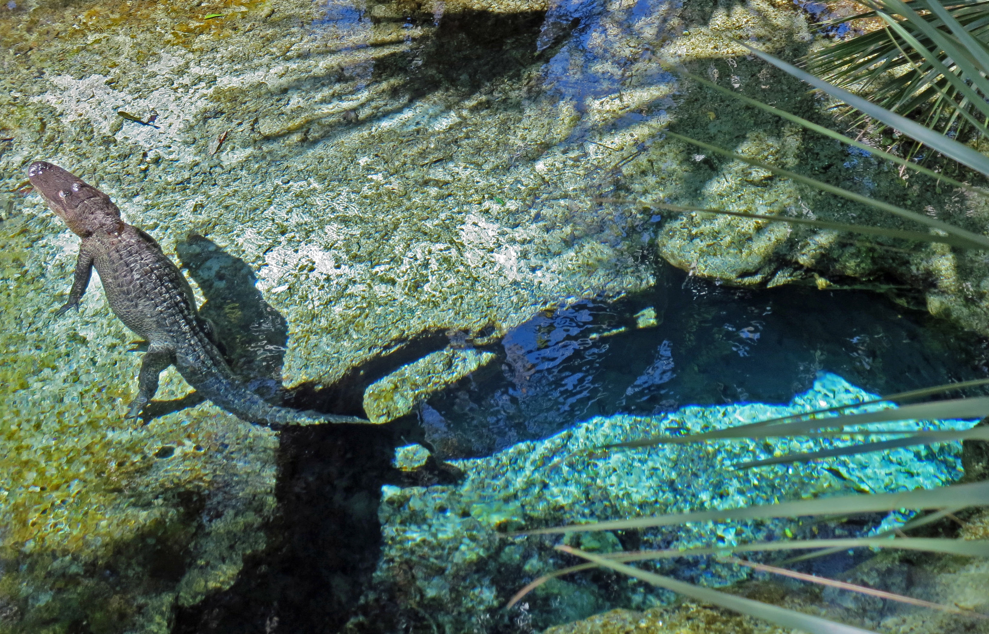 Alligator in spring from a upwards perspective