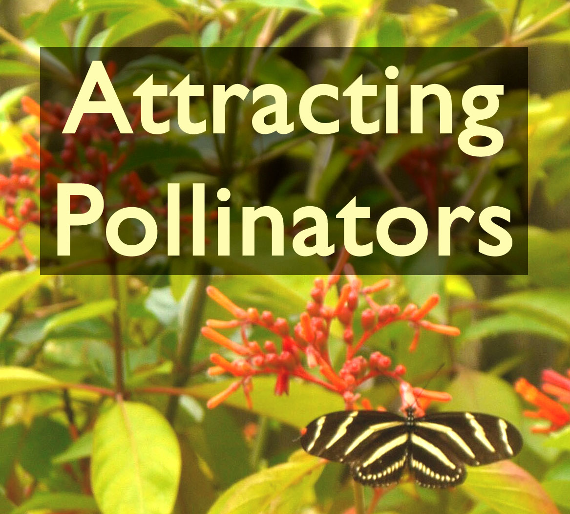 attracting pollinators