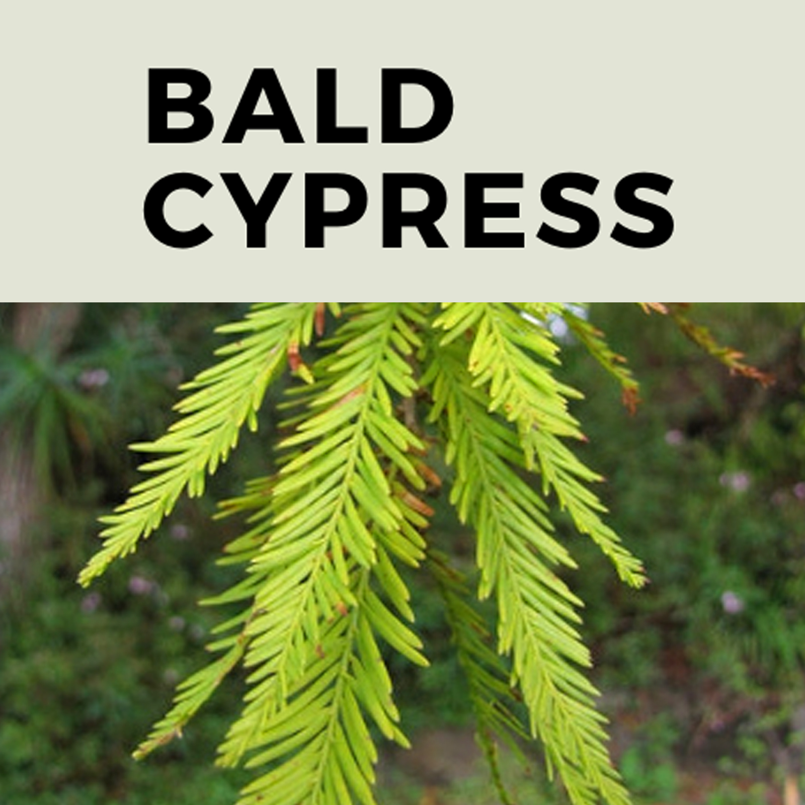 bald cypress