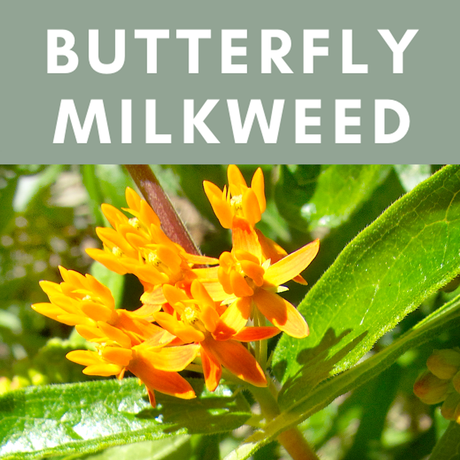 butterfly milkweed