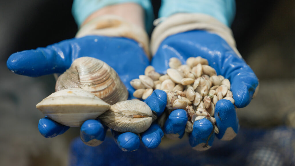 Clam Restoration