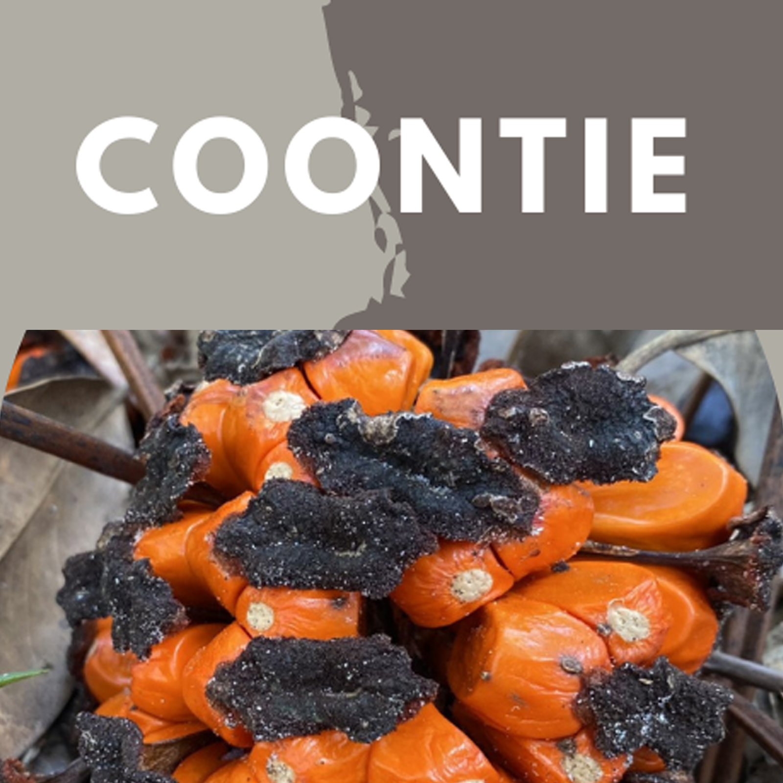 coontie, zamia integrifolia