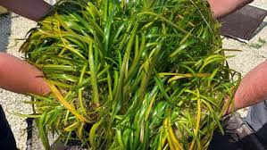 Eelgrass Restoration