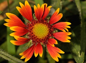 Firewheel Flower