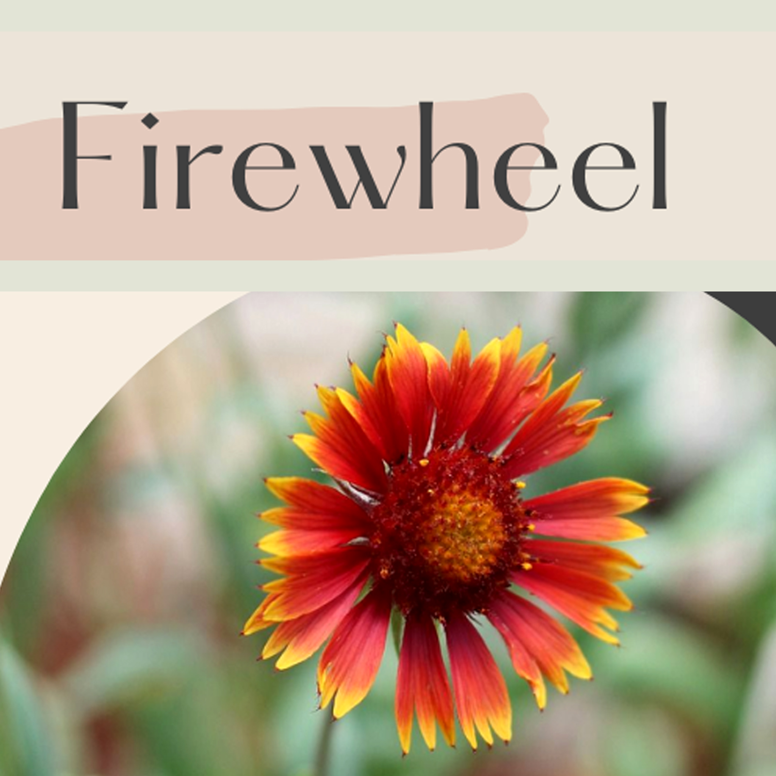 firewheel