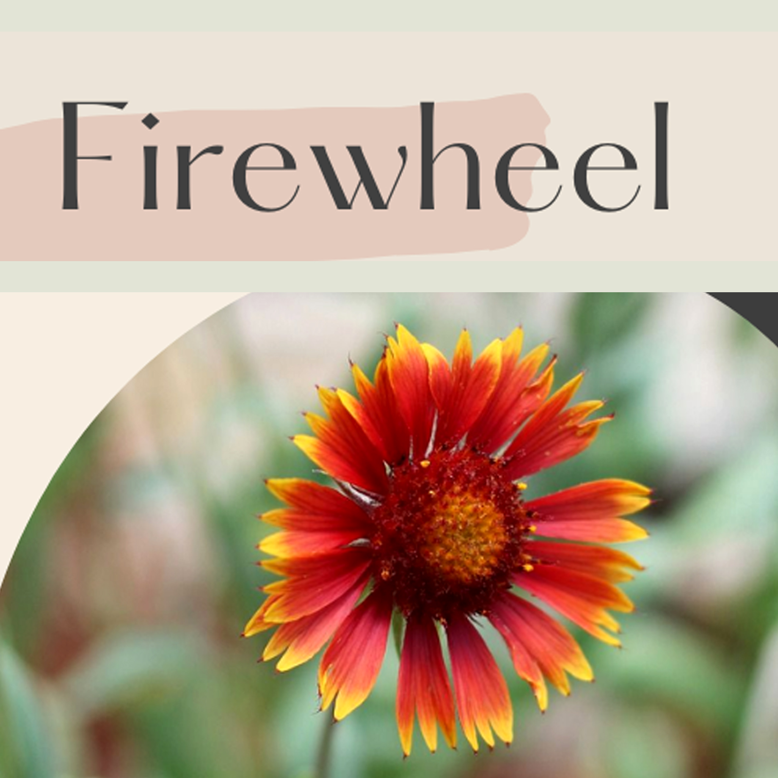 firewheel, gaillardia pulchella