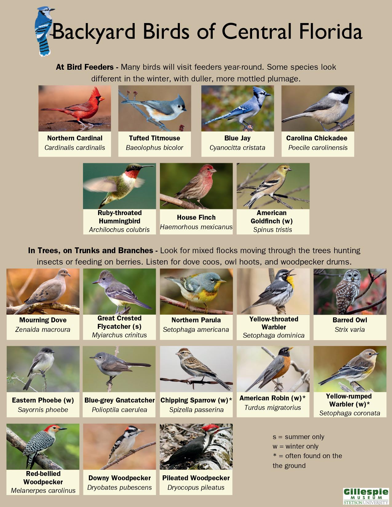backyard bird guide