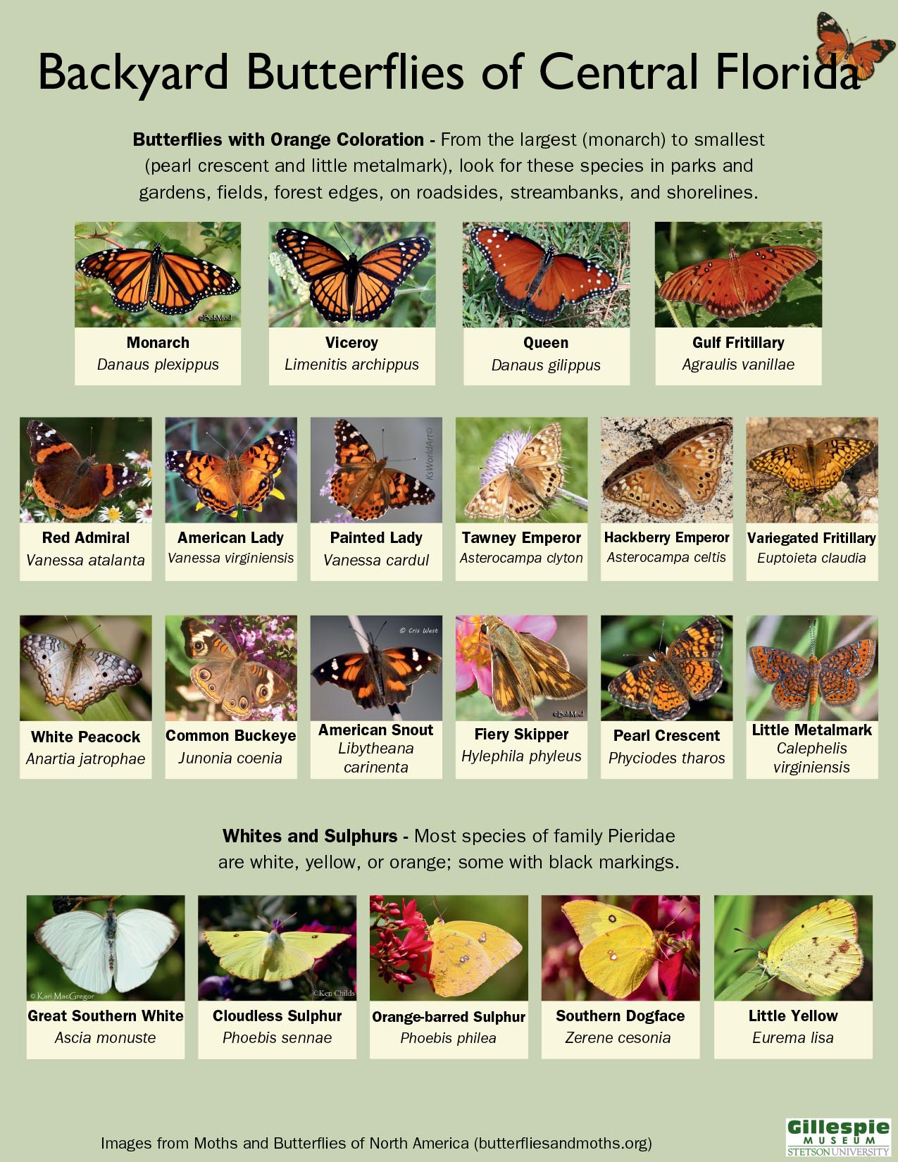 butterfly guide