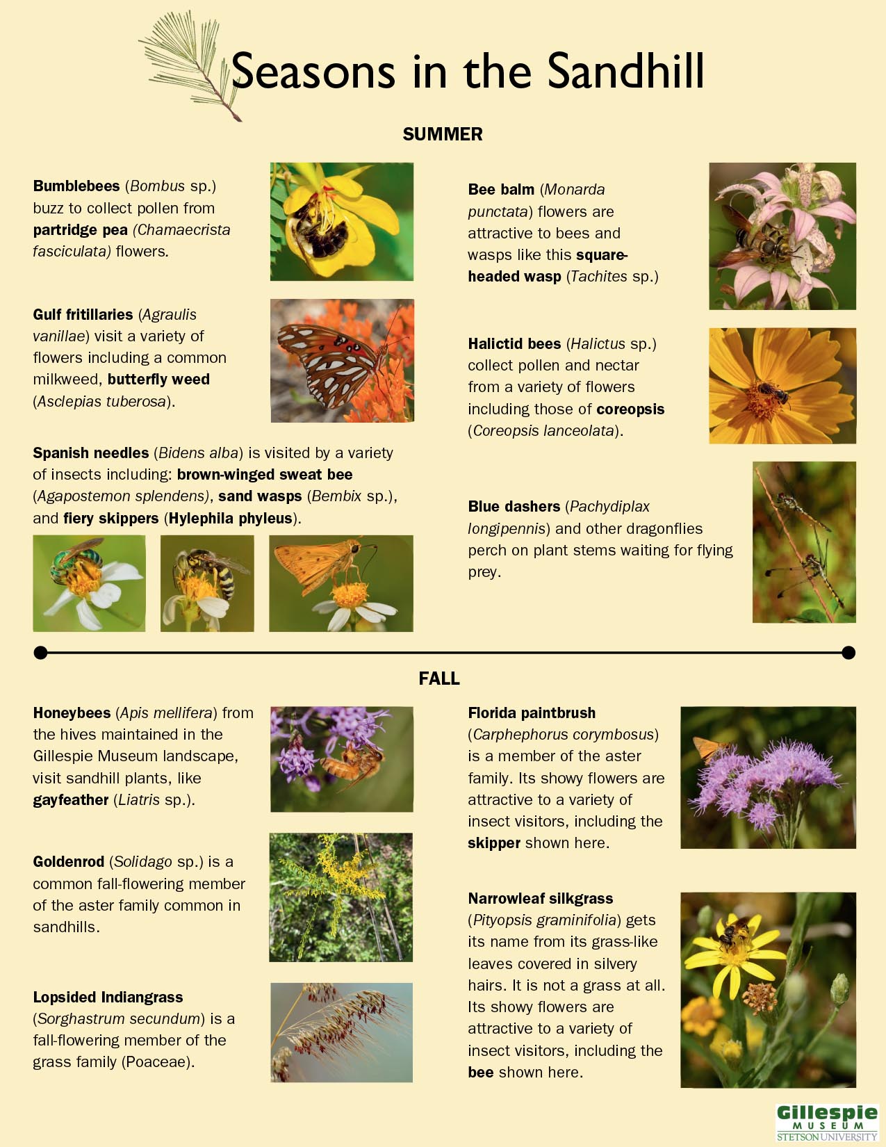 seasons in the sandhill guide