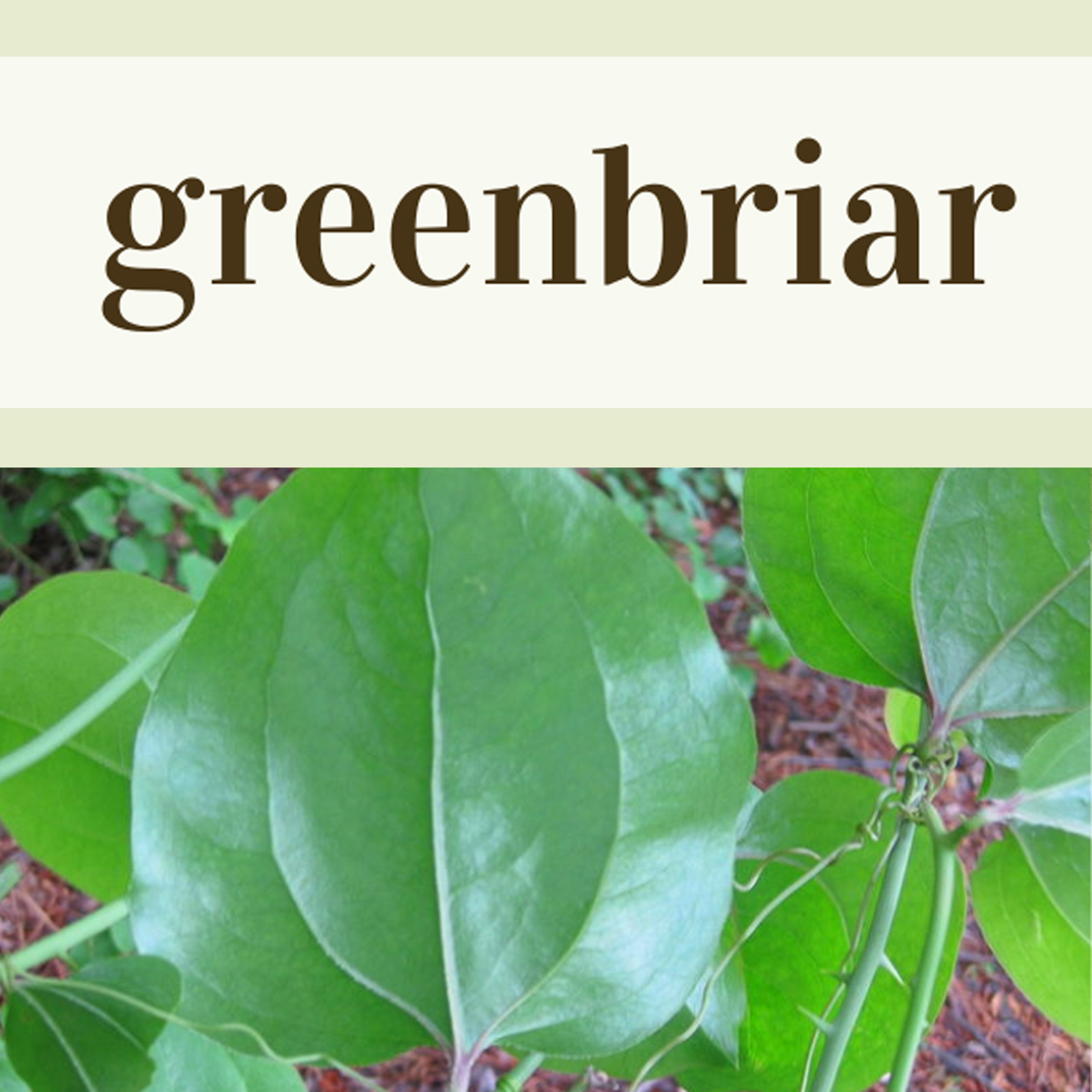 greenbriar, smilax rotundifolia