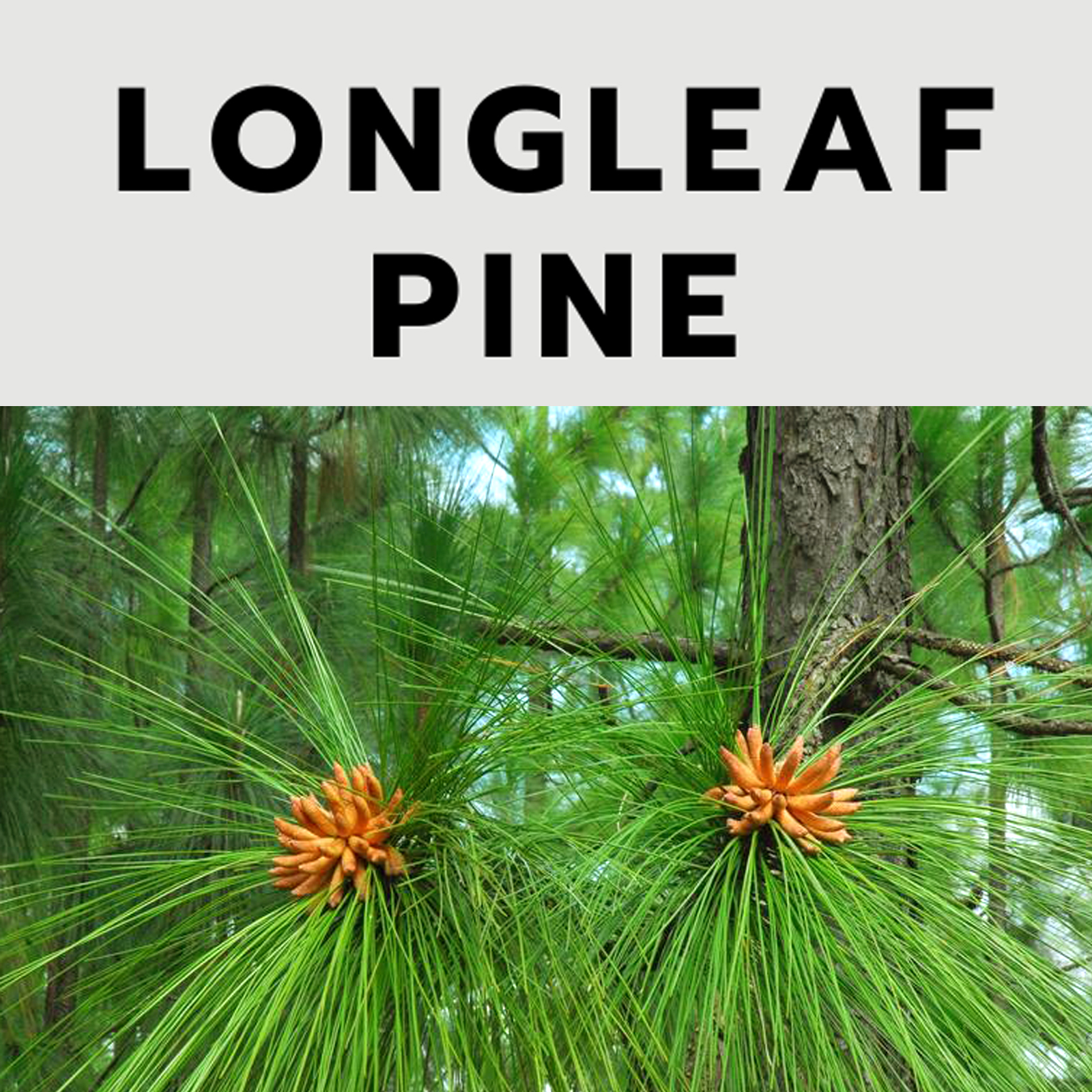 longleaf pine