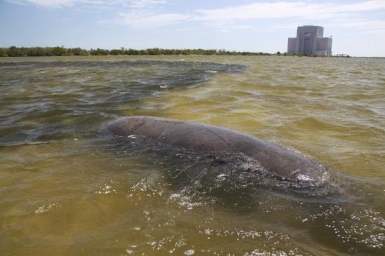 manatee foraging for seagrass Indian R Lagoon