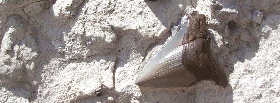 Megalodon shark tooth