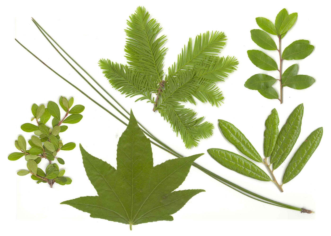 Native Florida Landscape Leaves