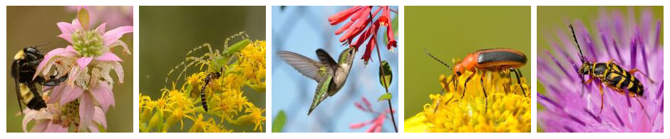 Pollinator Project pollinators