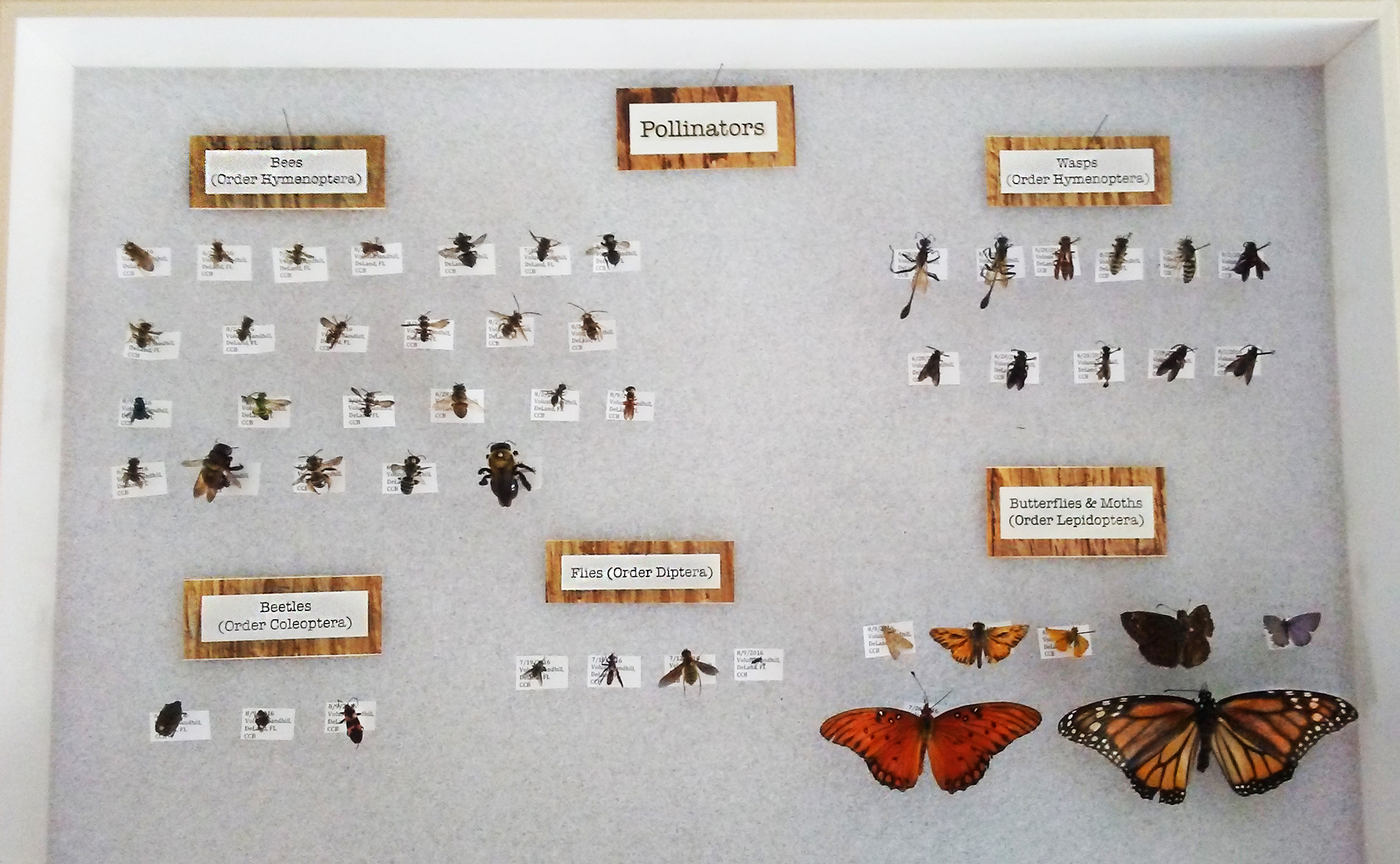 pollinator collection