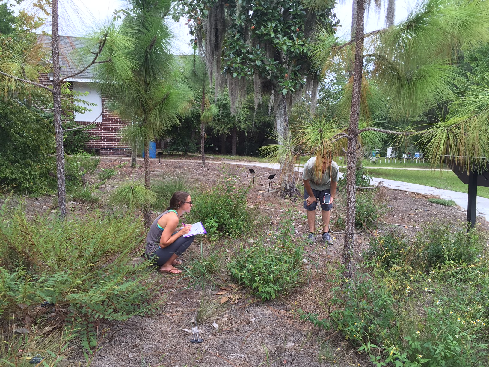 pollinator observation