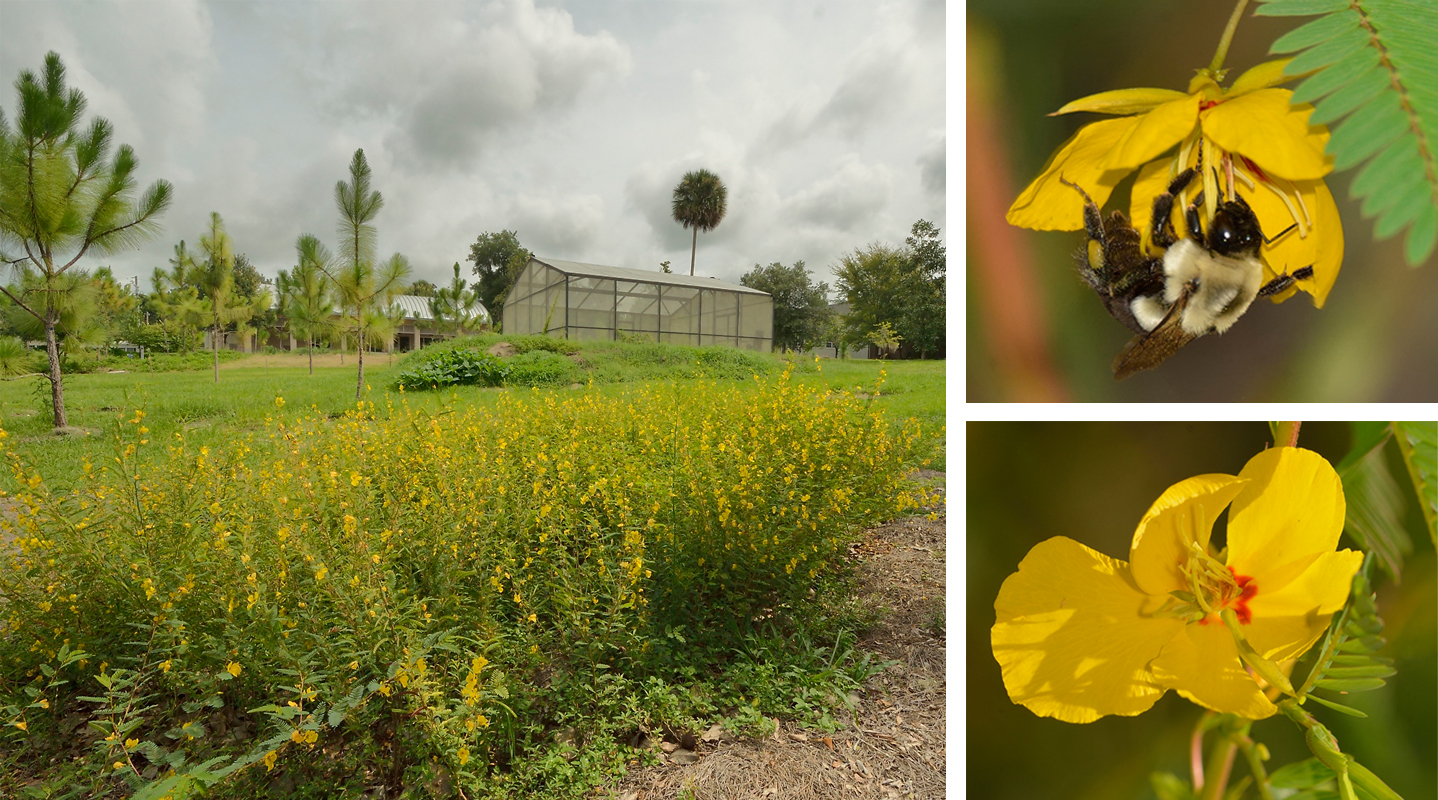 volusia sandhill and partridge pea