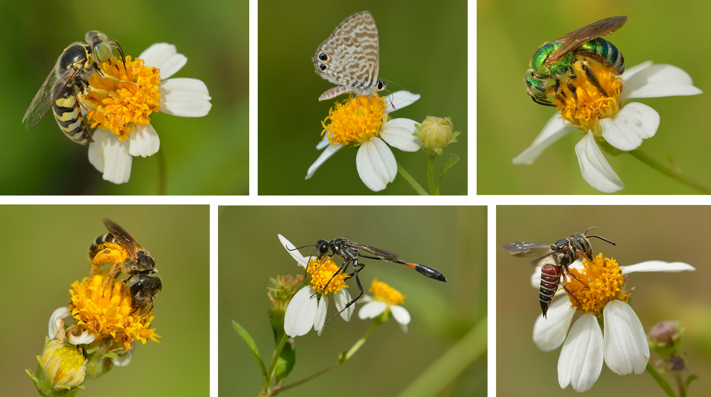 pollinators on Spanish needle