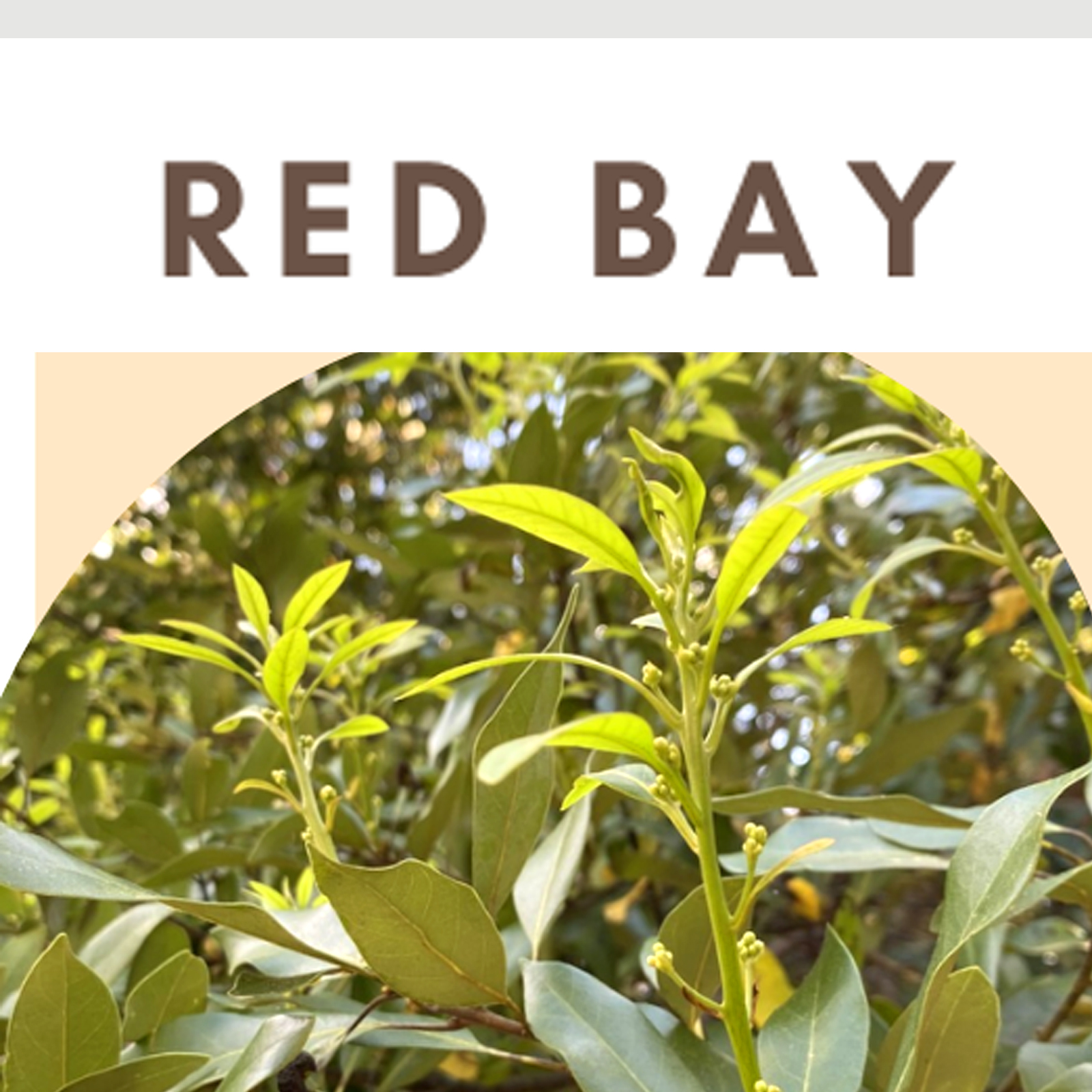 red bay