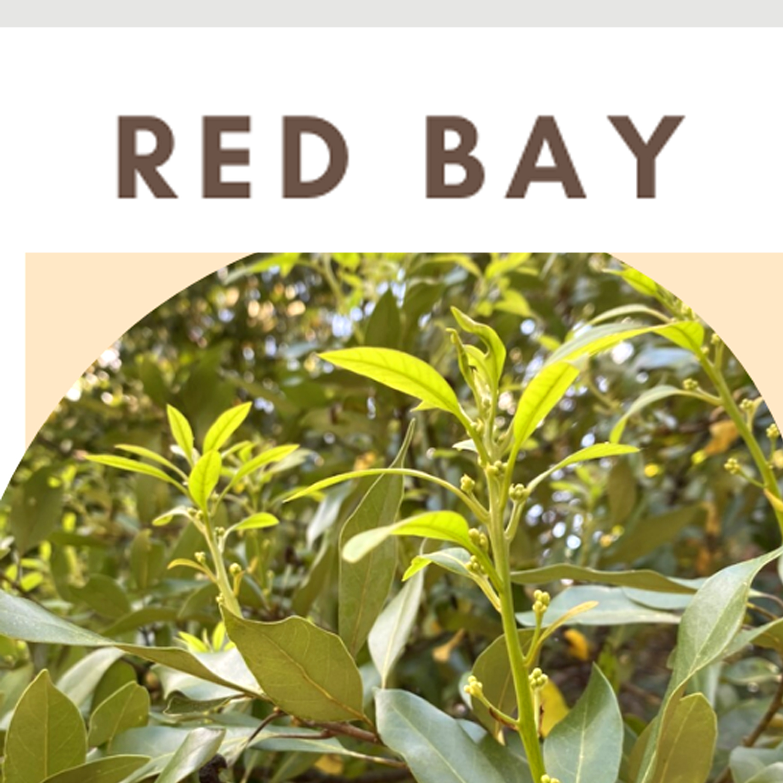 red bay, persea barbonia