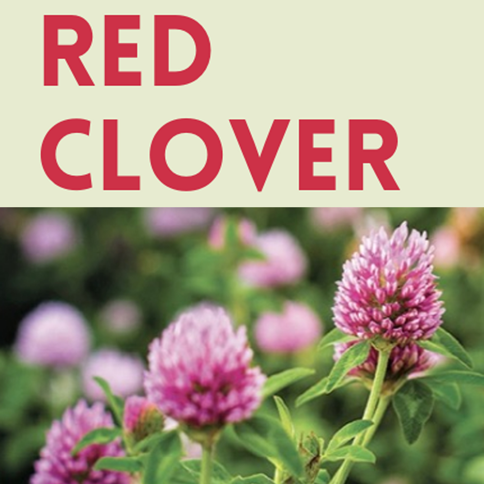 red clover, trifolium pratense