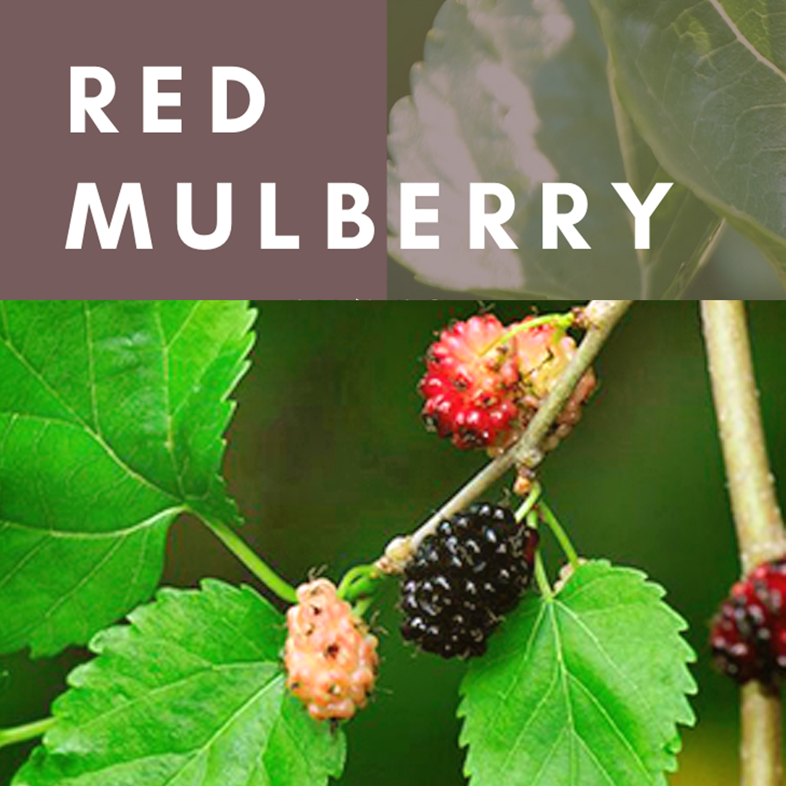 red mulberry