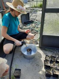 Faculty-directed undergraduate research in the native plant screen-house.