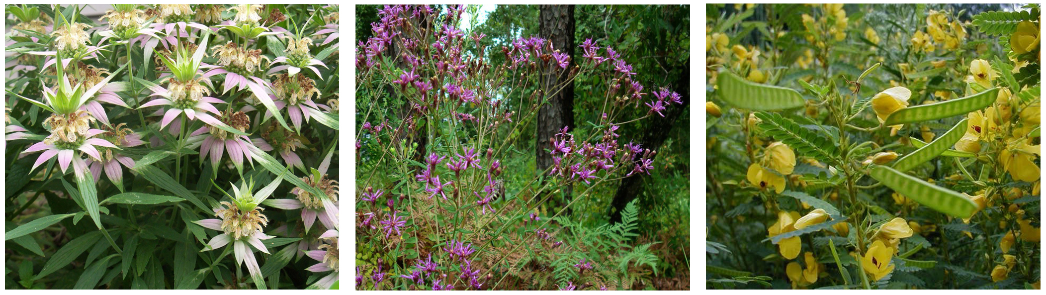 native Florida wildflowers