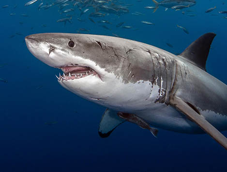 Gillespie Shark Fest drop-in