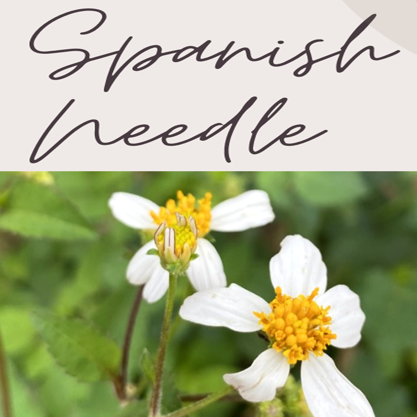 Spanish needle