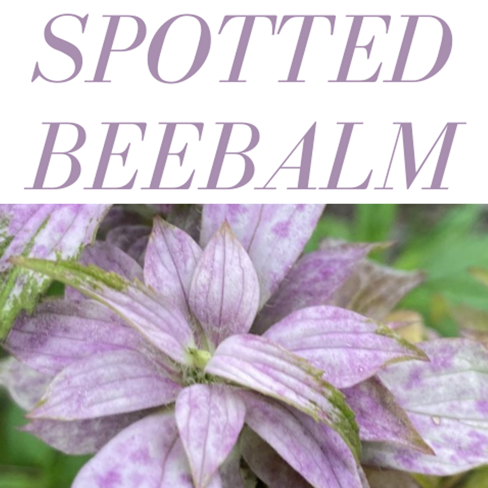 spotted beebalm