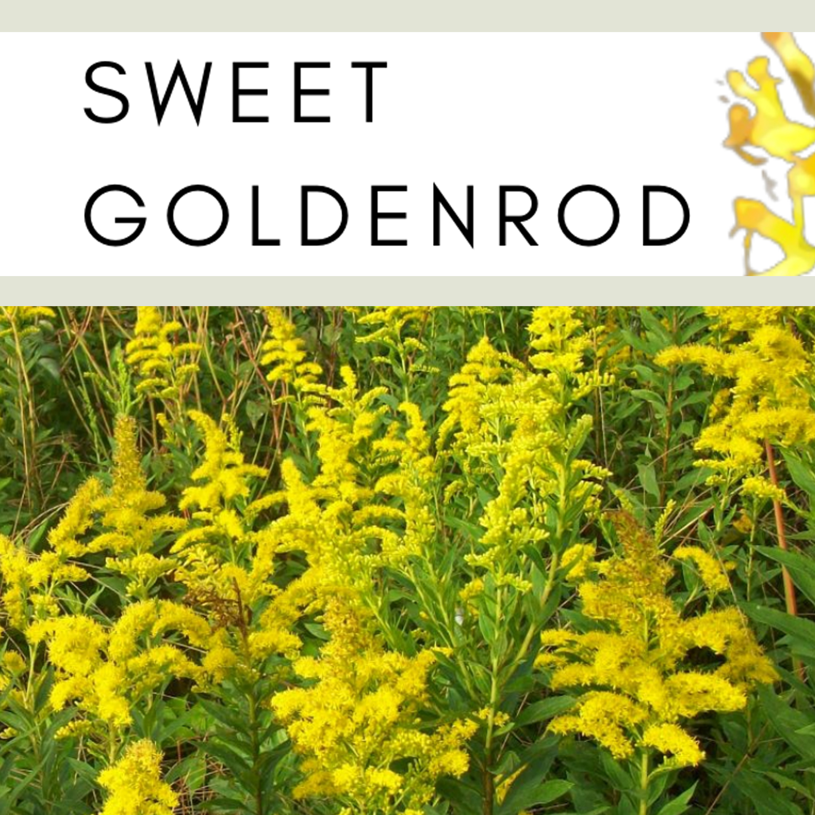 sweet goldenrod