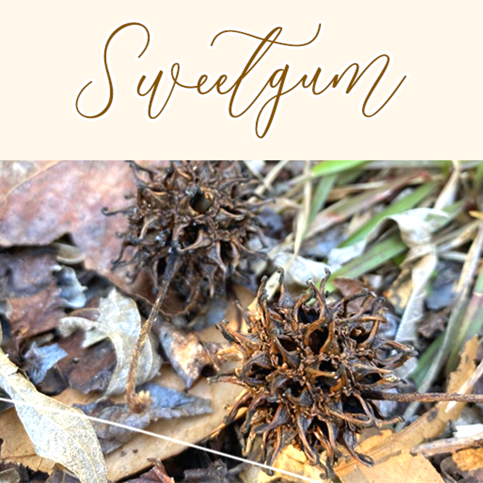 sweetgum, liquidambar styraciflua