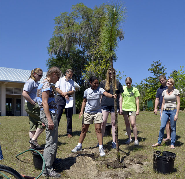 The first longleaf pine, planted by undergraduate volunteers in spring 2011.