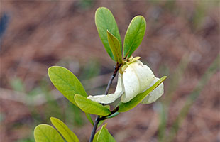 A native pawpaw (<em>Asimina triloba</em>) is an alternative to exotic flowering shrubs in the landscape.