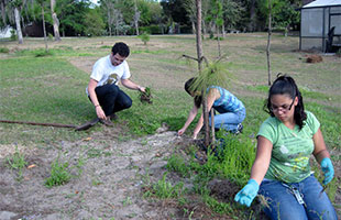 Biology students remove exotic turf grasses from the sandhill restoration area.
