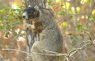 Fox Squirrel in the wild