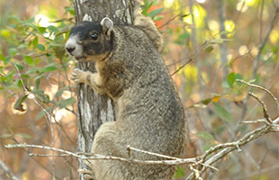 Fox Squirrel