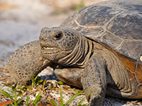 Gopher Tortoise