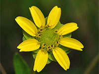 Greeneyes plants