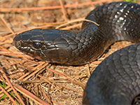 Indigo Snake in the wild