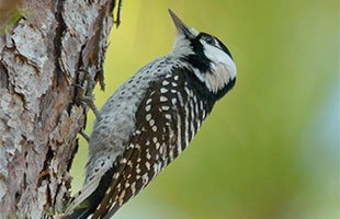 Red-Cockaded woodpecker
