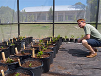 A biology senior studies the effects of soil pH and soil microbes on seedling growth of three perennials in the Asteraceae family in a summer independent study.